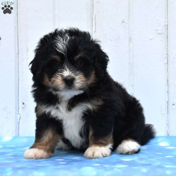 Cody, Mini Bernedoodle Puppy